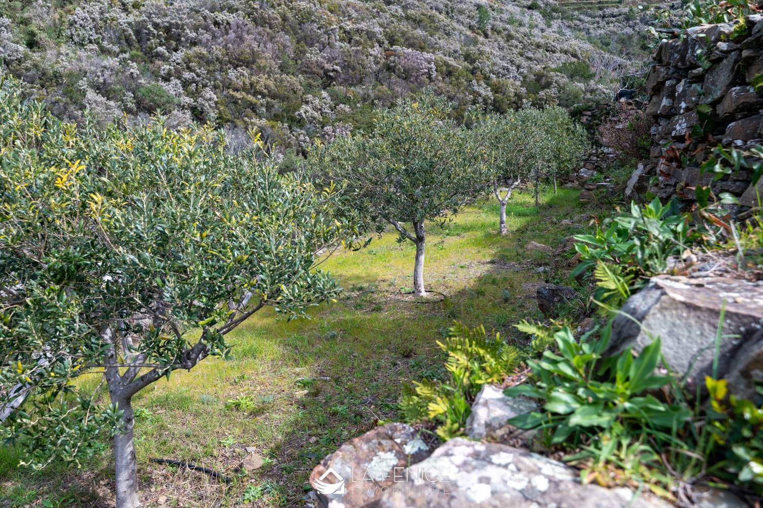 Rustico casale a Riomaggiore con 2 locali di 41 m2 - Foto