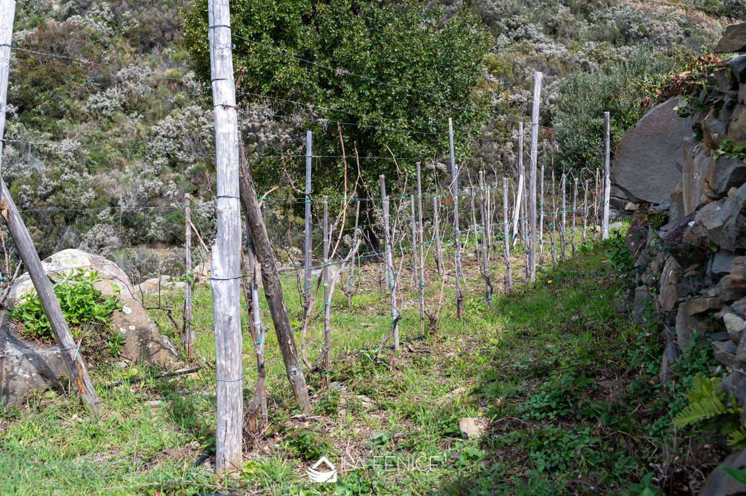 Rustico casale a Riomaggiore con 1 locali di 20 m2 - Foto